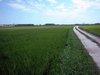 Z Campagna Lomellina 2005.jpg