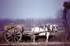 z Campagna Lomellina 1950.jpg