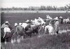 z La monda del riso 1957.jpg
