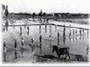 z Lavoro nella risaia 1935.JPG