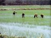 z Lavoro nella risaia 1964.jpg