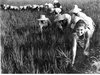 z Mondine 1930f.jpg