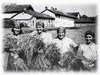 z Raccolto 1938a.JPG