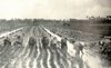 z il trapianto del riso 1935.jpg