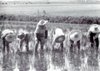 z il trapianto del riso 1936.jpg