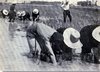 z il trapianto del riso 1957.jpg