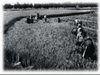 z mondine 1935f.JPG