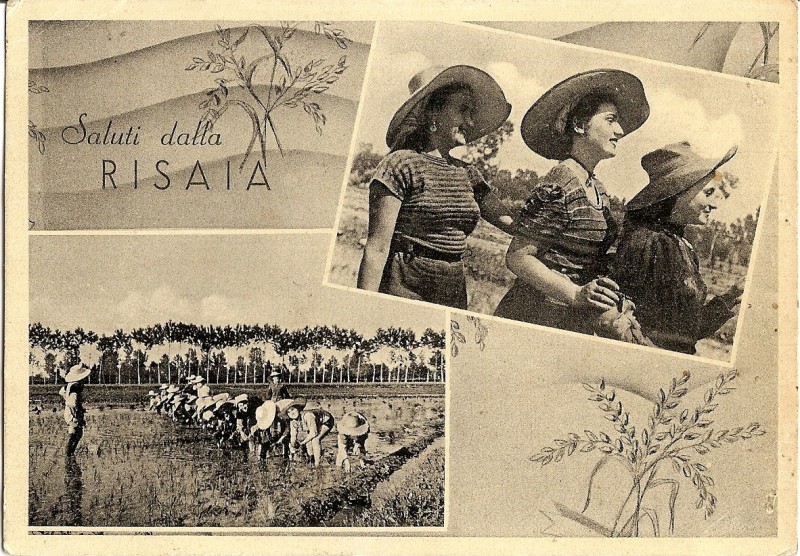 x Saluti dalla Risaia 1964.jpg