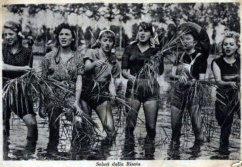 x Saluti dalla risaia 1949.jpg