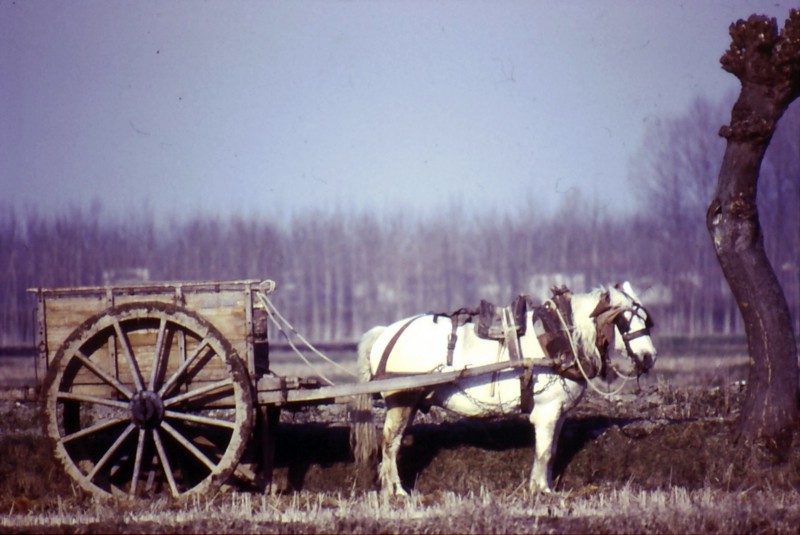 z Campagna Lomellina 1950.jpg