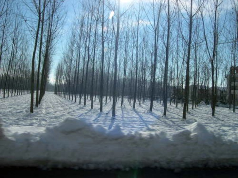 z Campagna Lomellina 2003.jpg