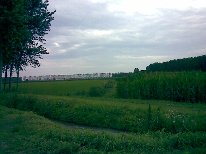 z Campagna Lomellina 2007 giugno 20.jpg