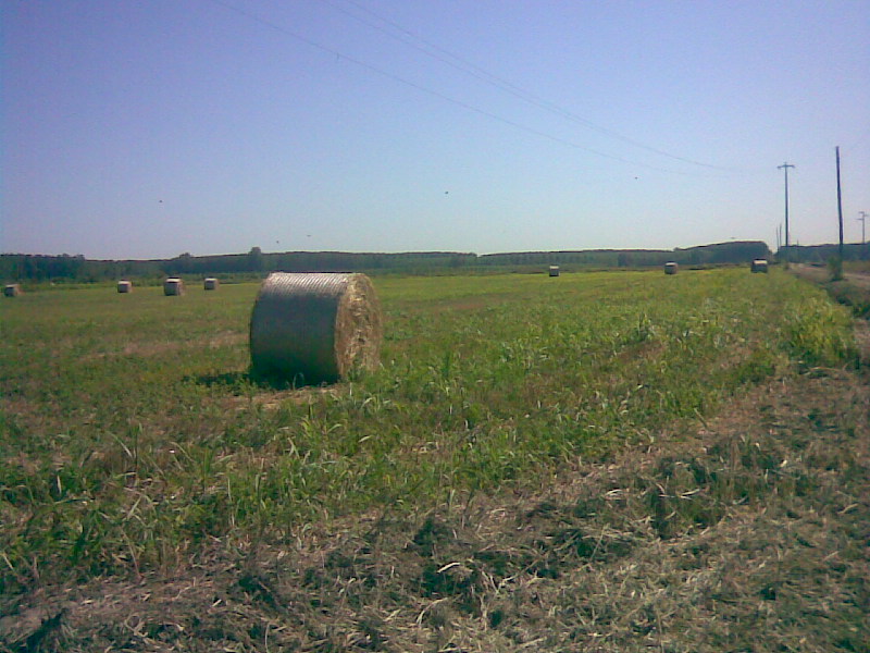 z Campagna lomellina 2007.jpg