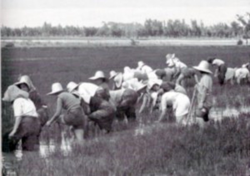 z La monda del riso 1957.jpg