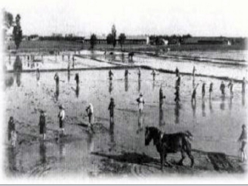 z Lavoro nella risaia 1935.JPG