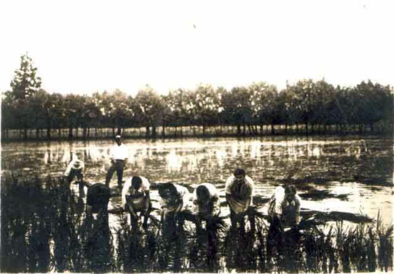 z Mondine 1930.jpg