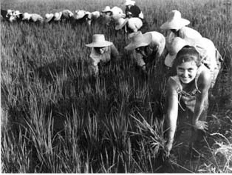 z Mondine 1930f.jpg