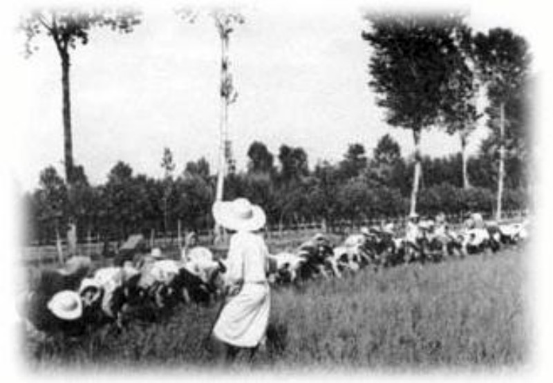 z Mondine 1933.jpg