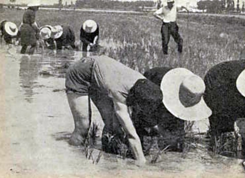 z Mondine 1934.jpg