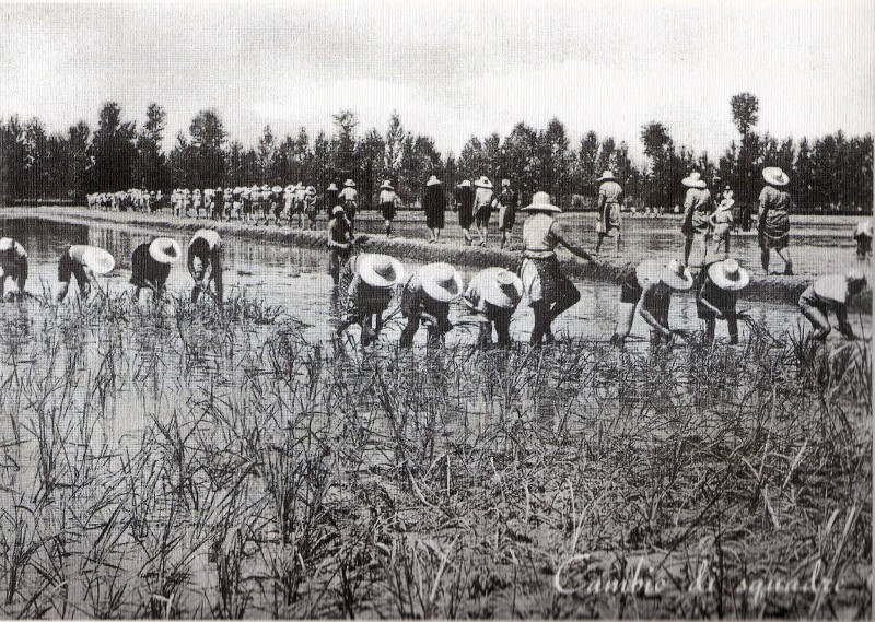 z Mondine 1936.jpg
