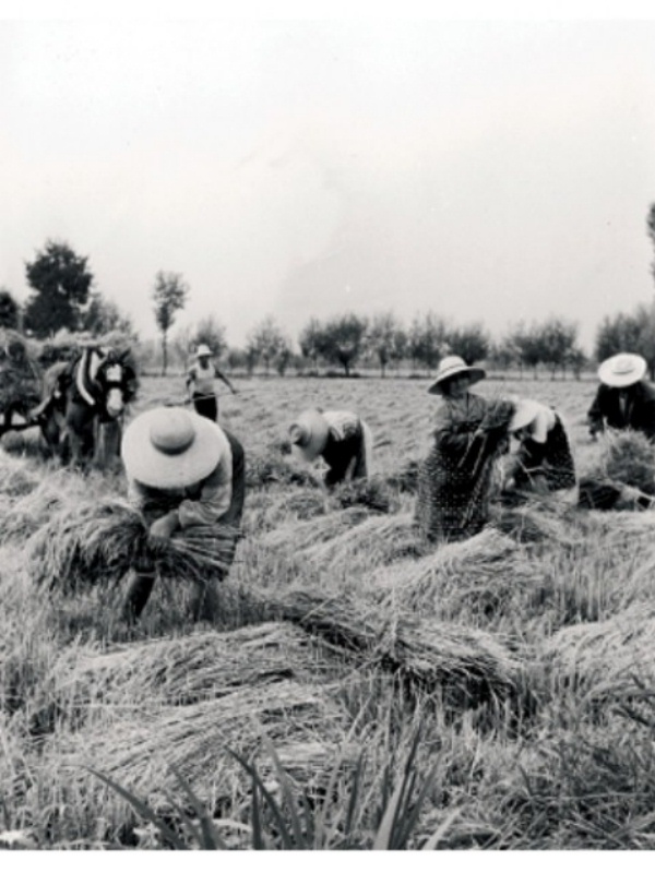z Raccolto 1938.jpg