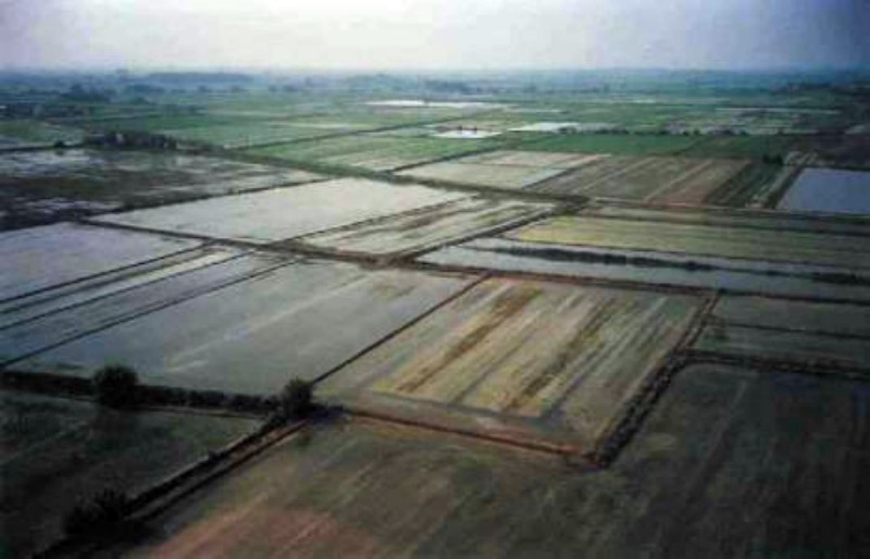 z Risaie dall'alto 1950.jpg