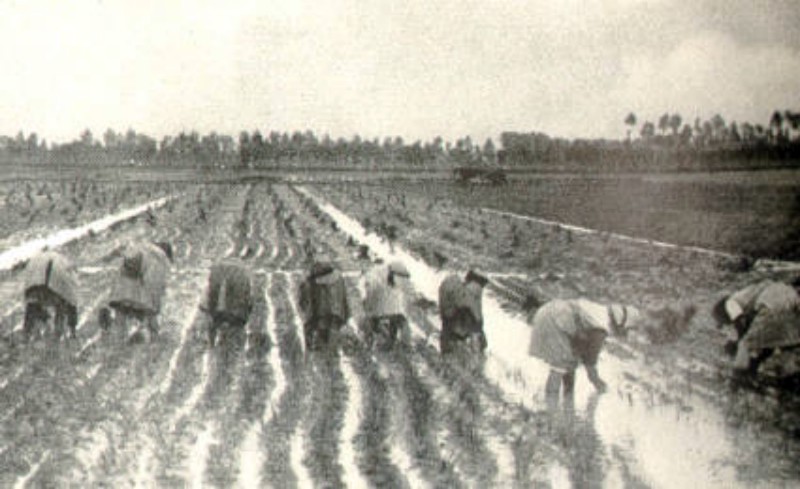z il trapianto del riso 1935.jpg