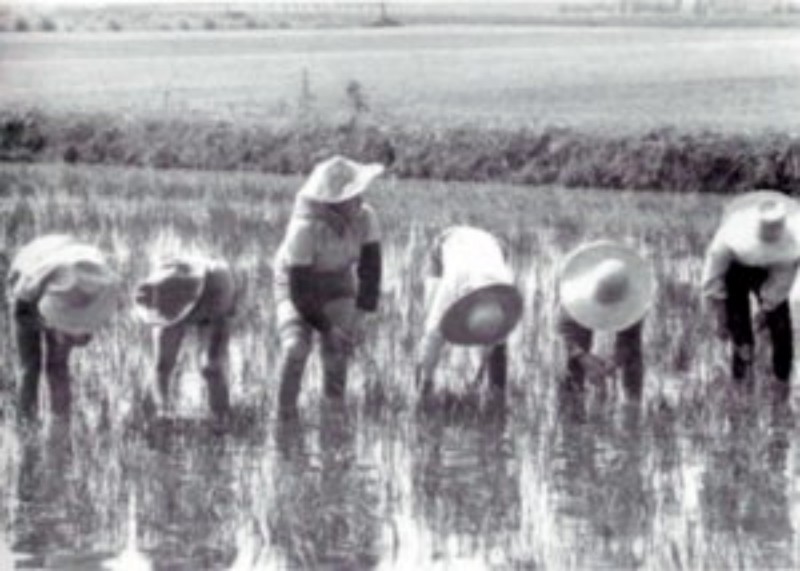 z il trapianto del riso 1936.jpg