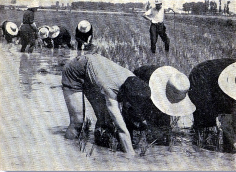 z il trapianto del riso 1957.jpg