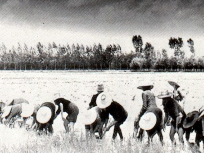 z mondine 1935.jpg