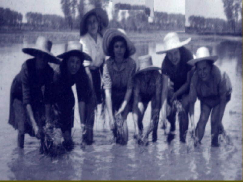 z mondine 1935c.JPG