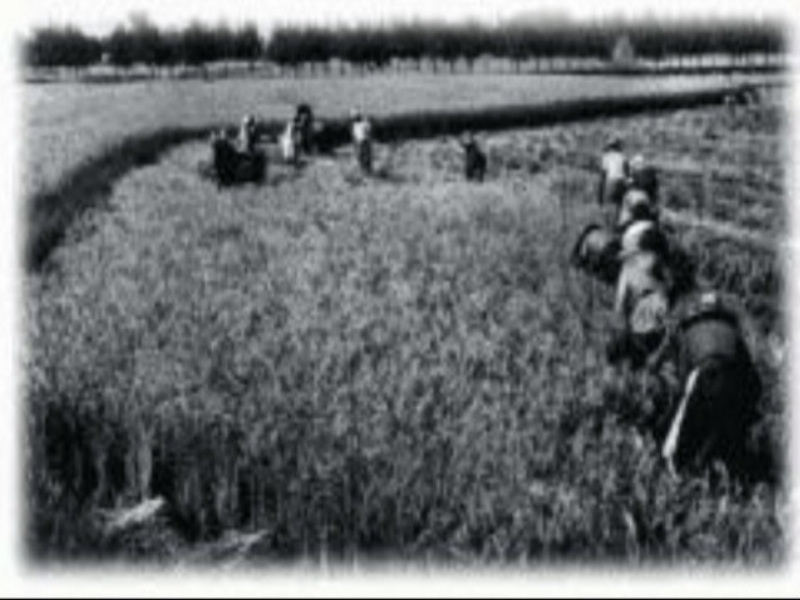 z mondine 1935f.JPG