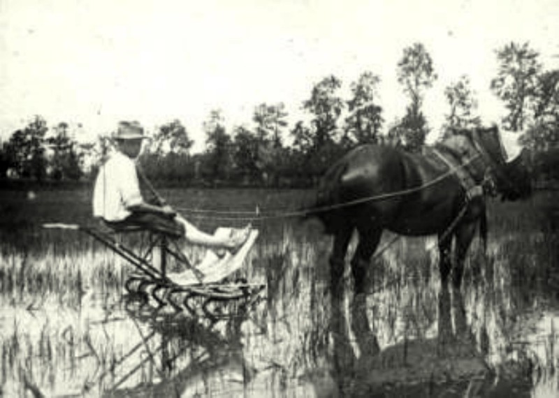 z preparazione della risaia 1934.jpg